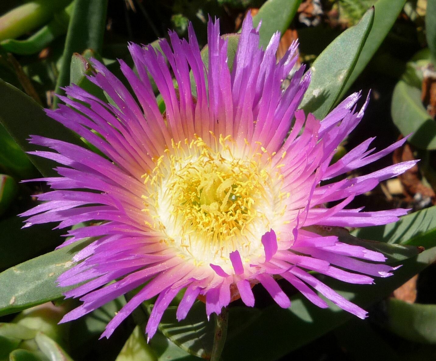 High Resolution Carpobrotus chilensis Flower